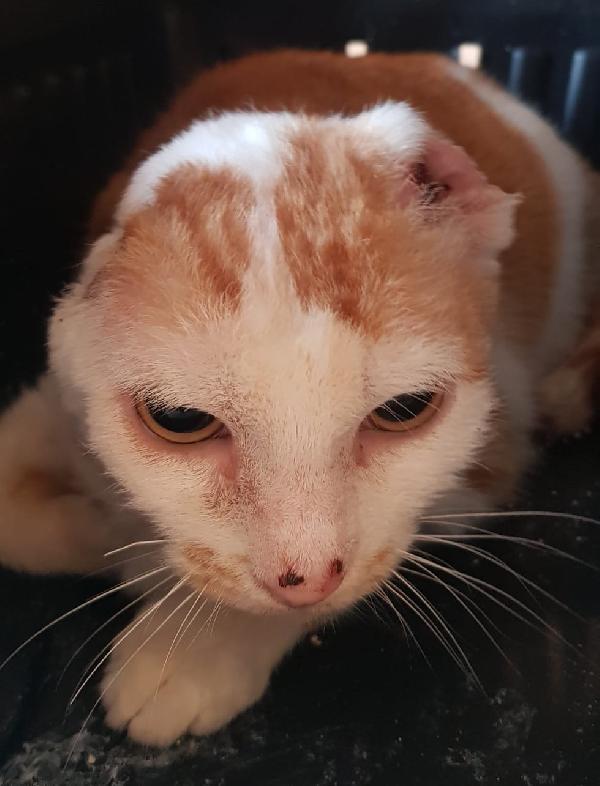 Angelina, adozione del cuore! Foto 2